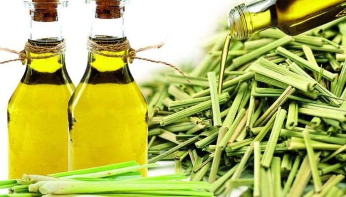 Состав и полезные свойства эфирного масла цитронеллы