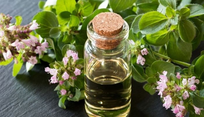 Эфирное масло душицы: свойства и применение