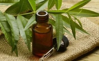 Эфирное масло чайного дерева: свойства и применение