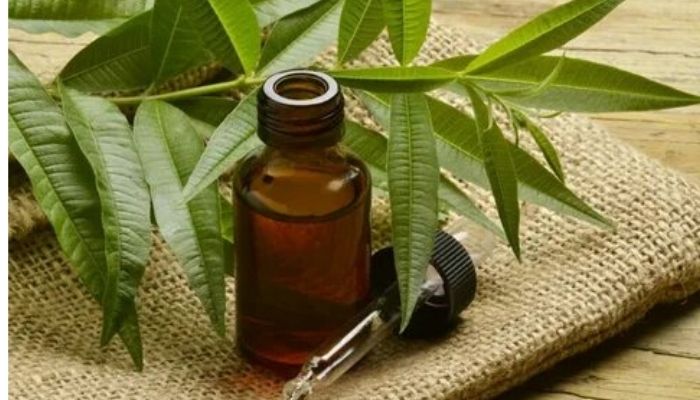 Эфирное масло чайного дерева: свойства и применение