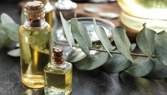 Эфирное масло эвкалипта: полезные свойства и применение