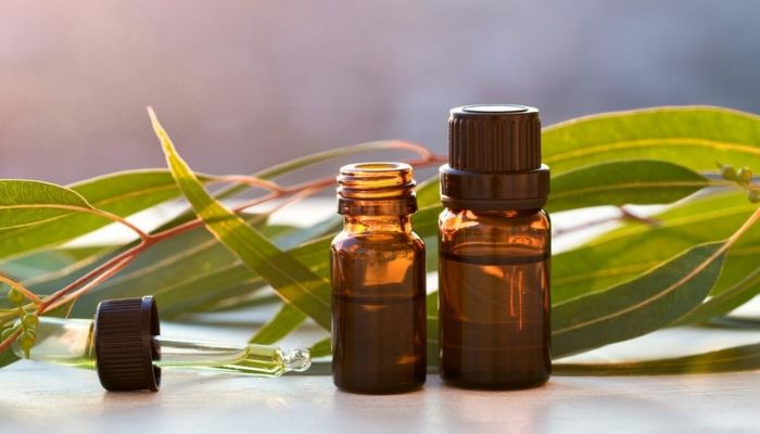 Эфирное масло эвкалипта: полезные свойства и применение