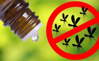Эффективность масла гвоздики от насекомых