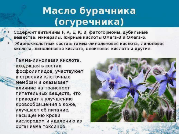 масло бурачника (огуречника)