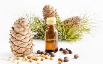 Эфирное масло кедра: свойства и применение
