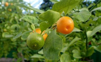 Каламанси (Citrus microcarpa