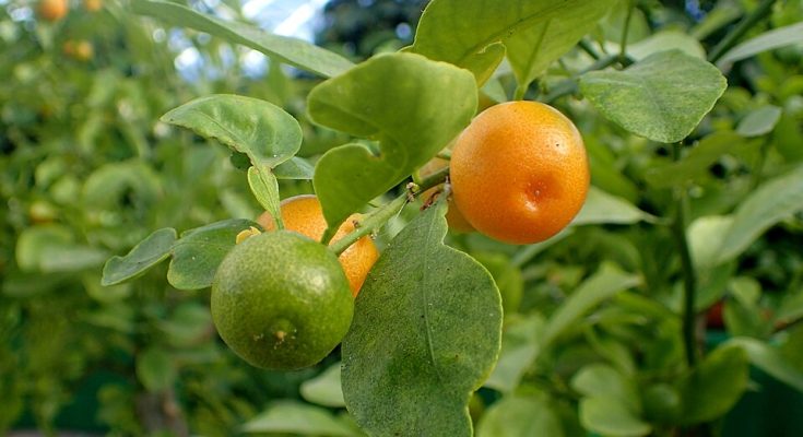 Каламанси (Citrus microcarpa