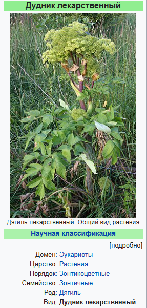 Масло корня дягиля