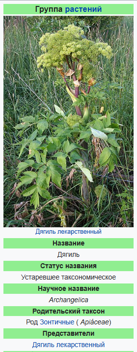 Масло корня дягиля