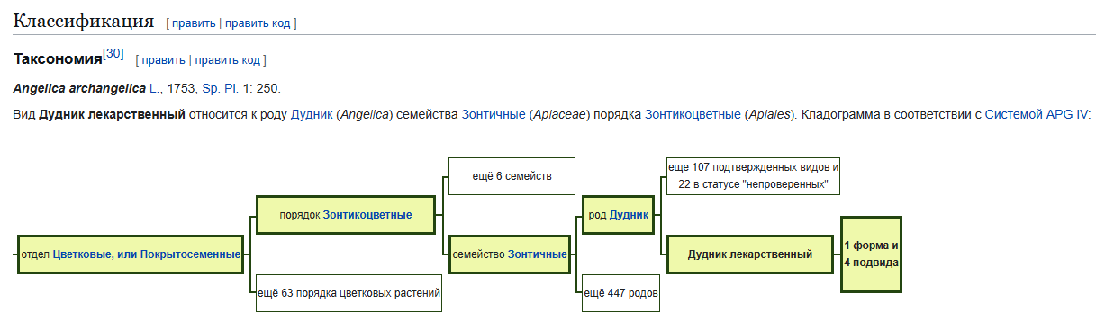Масло корня дягиля