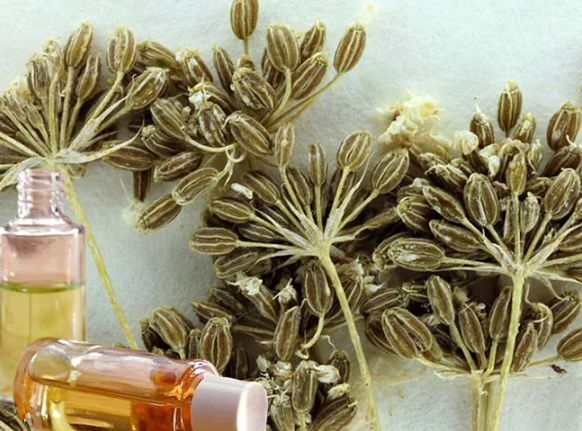 Эфирное масло ажгона